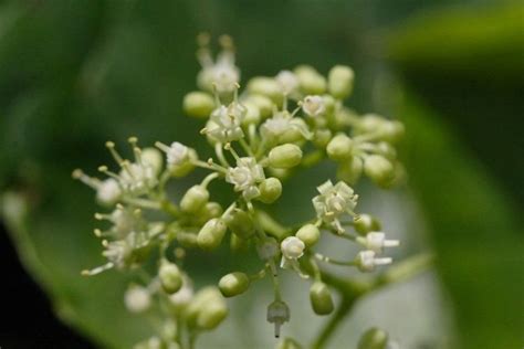 Vitaceae - Alchetron, The Free Social Encyclopedia