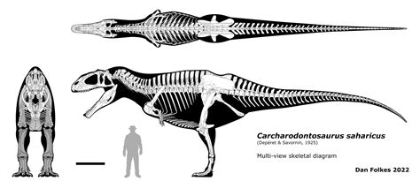 New based Carcharodontosaurus skeletal | Fandom