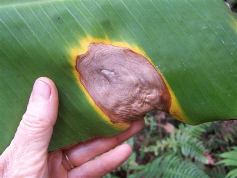 Banana | Diseases and Pests, Description, Uses, Propagation