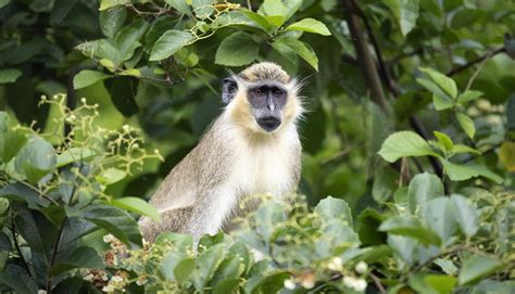 Caribbean Wildlife - Access the Untamed Nature of Enticing Barbados