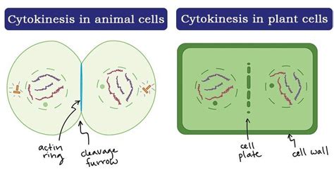 Last Updated on August 30, 2020 by Sagar AryalCytokinesis Definition ...