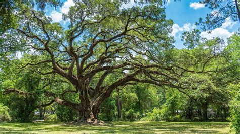 Live oak care and growing guide: tips for these majestic trees | Flipboard