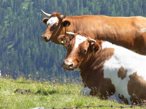 Cows two cow Free stock photos in JPEG (.jpg) 3648x2736 format for free download 1.66MB