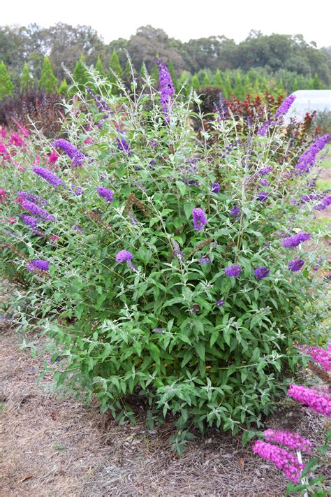 How To Transplant Butterfly Bush