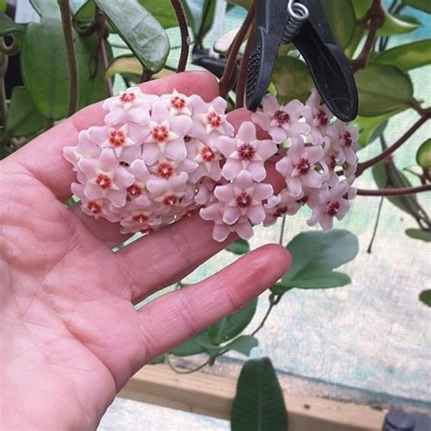 Hoya carnosa - Plantzone