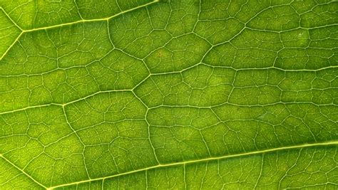 Green Leaf Close Up Stock Footage Video 902317 | Shutterstock