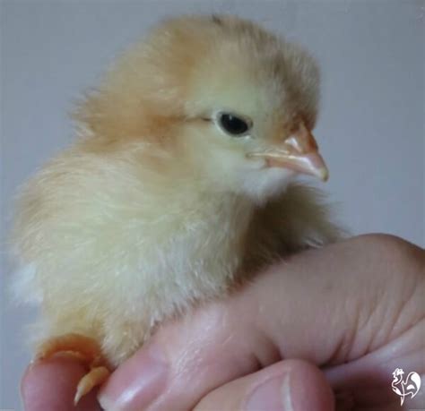 Hatching chicken eggs : your guide to the first seven days of incubation.