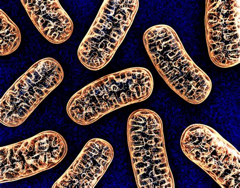 The Genetic Blueprint of Disease: Part 5—Disorders of Mitochondrial DNA