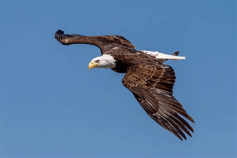 What Does Eagle Symbolize In The Bible? - Christian Faith Guide