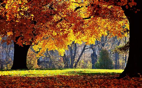 Autumn Forest Wallpaper for Desktop | PixelsTalk.Net