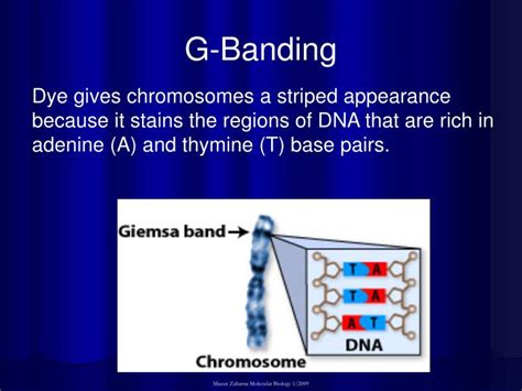 PPT - Human Chromosomes Identification by G-Banding PowerPoint Presentation - ID:1173352