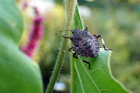 Brown Marmorated Stink Bug, 2 by LindArtz on DeviantArt