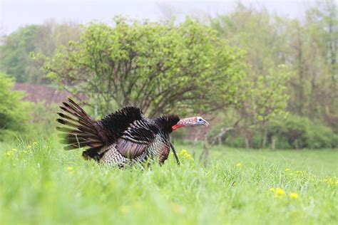 Wild Turkey Gobbling Photograph by Monte Loomis