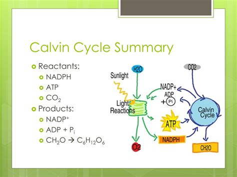 PPT - Calvin Cycle & Alternate Pathways PowerPoint Presentation - ID:5781936