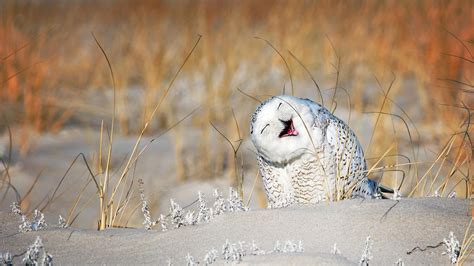 Snowy Owl on the front of Bing today : Superbowl