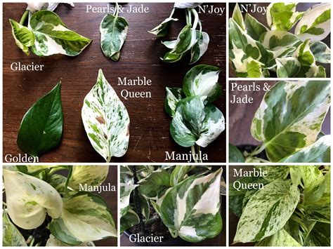 Variegated Pothos varieties leaves compared side by side and also with closeups #variegated # ...