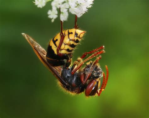 Hornet Sting - How to Cure Them With Home Remedies?