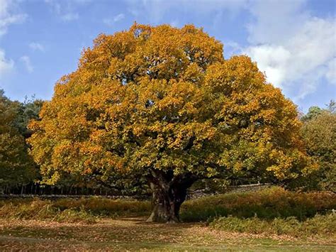 Autumn Oak Trees ~ Autumn Posters Picture