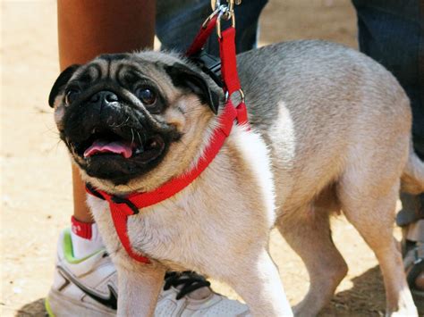 Free photo "White Pug"