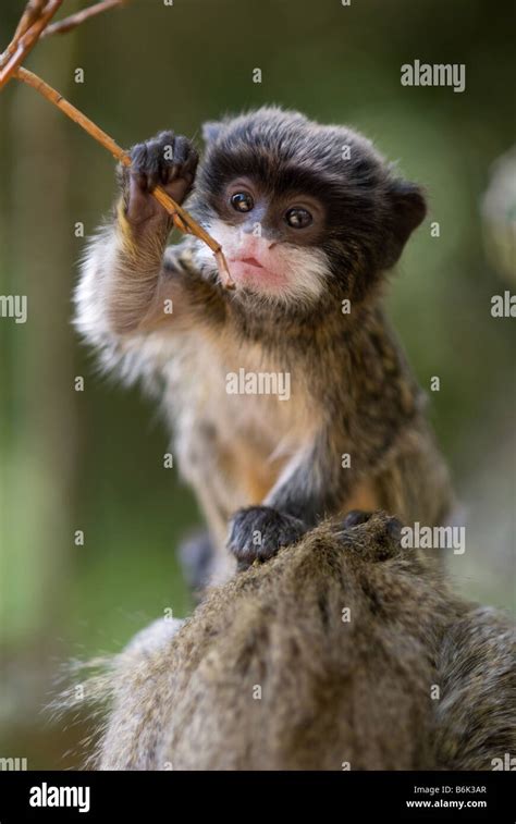 cute baby emperor tamarin Saguinus imperator Stock Photo - Alamy