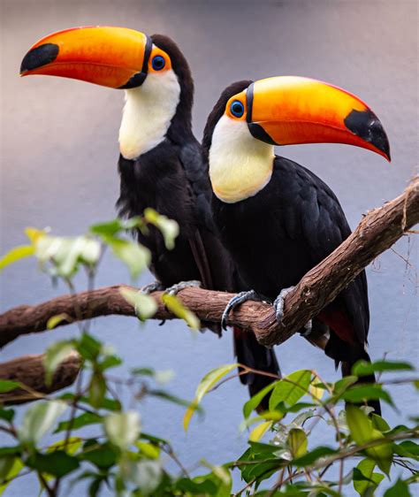 Two Toco Toucans (D750, 24-120mm, 1/400, ISO 640) : r/Nikon