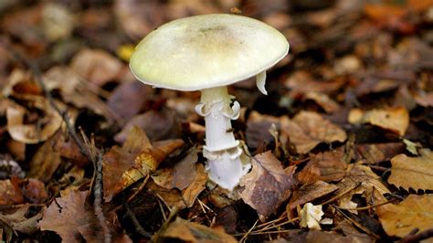 News10NBC Investigates: 'Death Cap' mushrooms claim the lives of local ...