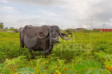 Indian farmed buffalo in a small field next to an urban dairy in a city ...