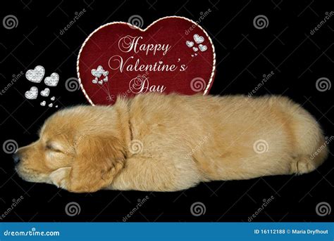 Puppy Valentine stock photo. Image of love, romance, valentine - 16112188