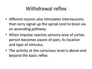 Spinal cord reflexes | PPT