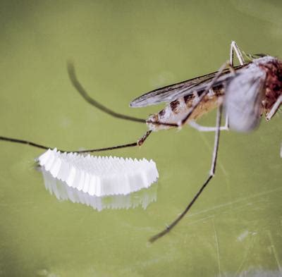 Take steps to control mosquitoes around your house | The Daily Sun | yoursun.com