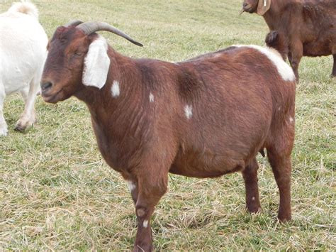 Individual Record at Cane Run Creek Boer Goats