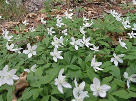 Wood Anemone - Watching for WildflowersWatching for Wildflowers