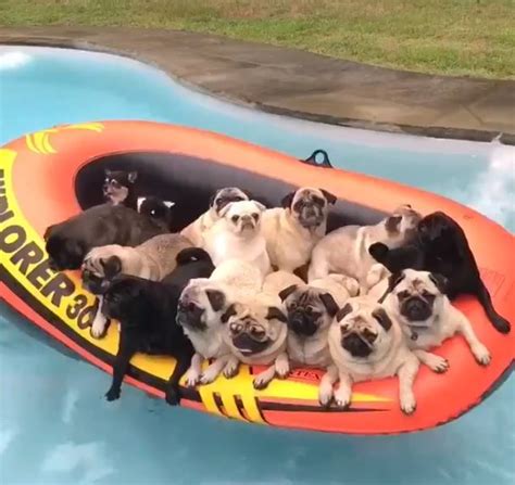 Pug Pool Party – Fresh Positivity