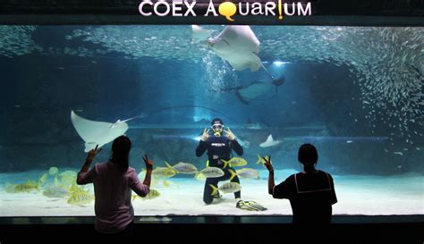 Fantastic Water Journey: Coex Aquarium - Hey It's Jacque