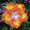 20pcs Giant Hibiscus Seeds Mix Colors - BuyingSeed.com - Free Shipping ...