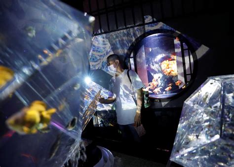 PHOTOS: Hidetomo Kimura’s Tokyo art aquarium features 30,000 fish as live artworks - art and ...