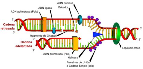 SINTESIS DEL ADN | Mind Map