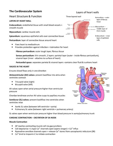 Cardiovascular System Study Guide Pdf