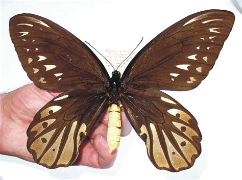 Star objects of our collection – The Queen Alexandra’s birdwing in 2020 | Insects, Beautiful ...