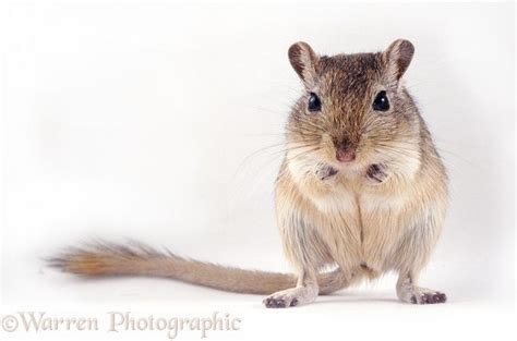 Agouti Mongolian Gerbil photo | Gerbil, Pets, Hamster life