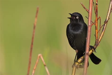 A Guide to Photographing Birds and Wildlife in a Wetland Area