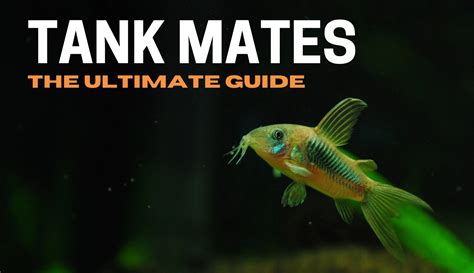 Cory Catfish Tank Mate Guide (+ 11 Best Tank Mates For Cory Catfish ...