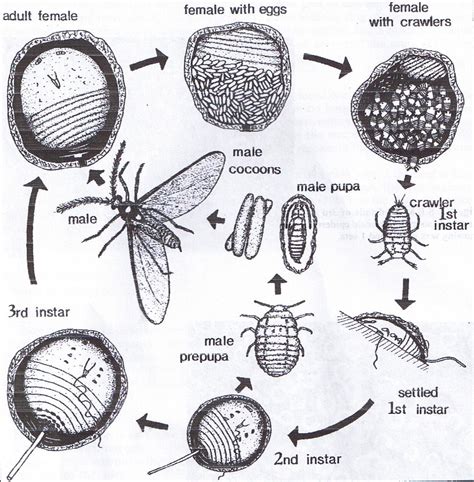 Jenny's insect corner: Scale insects