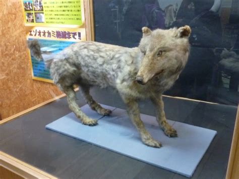 Hokkaido Wolf Facts, Habitat, Diet, Fossils, Pictures