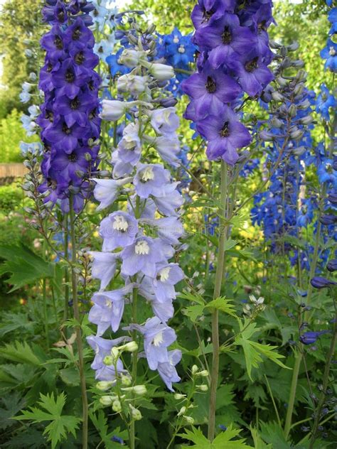 Blue Delphinium Flowers Closeup Stock Photo - Image of colored, market: 101254326