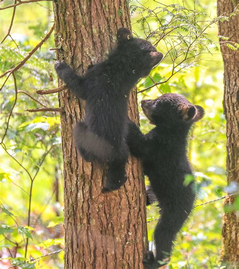 Two Black Bear Cubs On A Tree Photograph by Dan Sproul