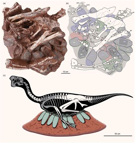 Paleontologists Find Remains of Oviraptorid Dinosaur and Embryo-Bearing Egg Clutch ...