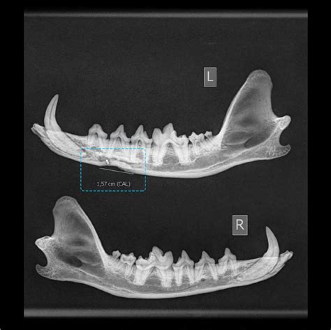 Dental and skull bone pathologies of the red fox (Vulpes vulpes) in Lithuania