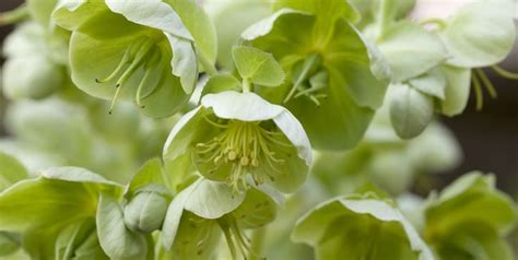 20 Green Flowers - Pretty Garden Blooms