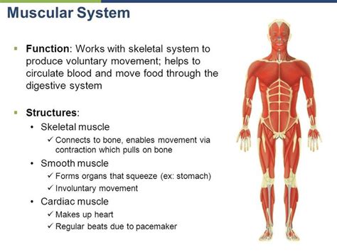 Muscular system | Muscular system, Muscular system functions, Skeletal ...